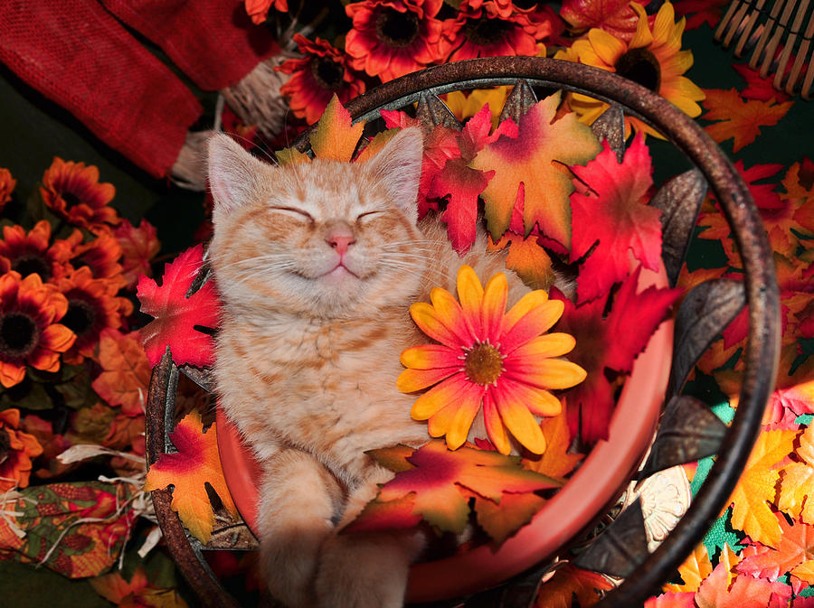 Bild på katt och blommor